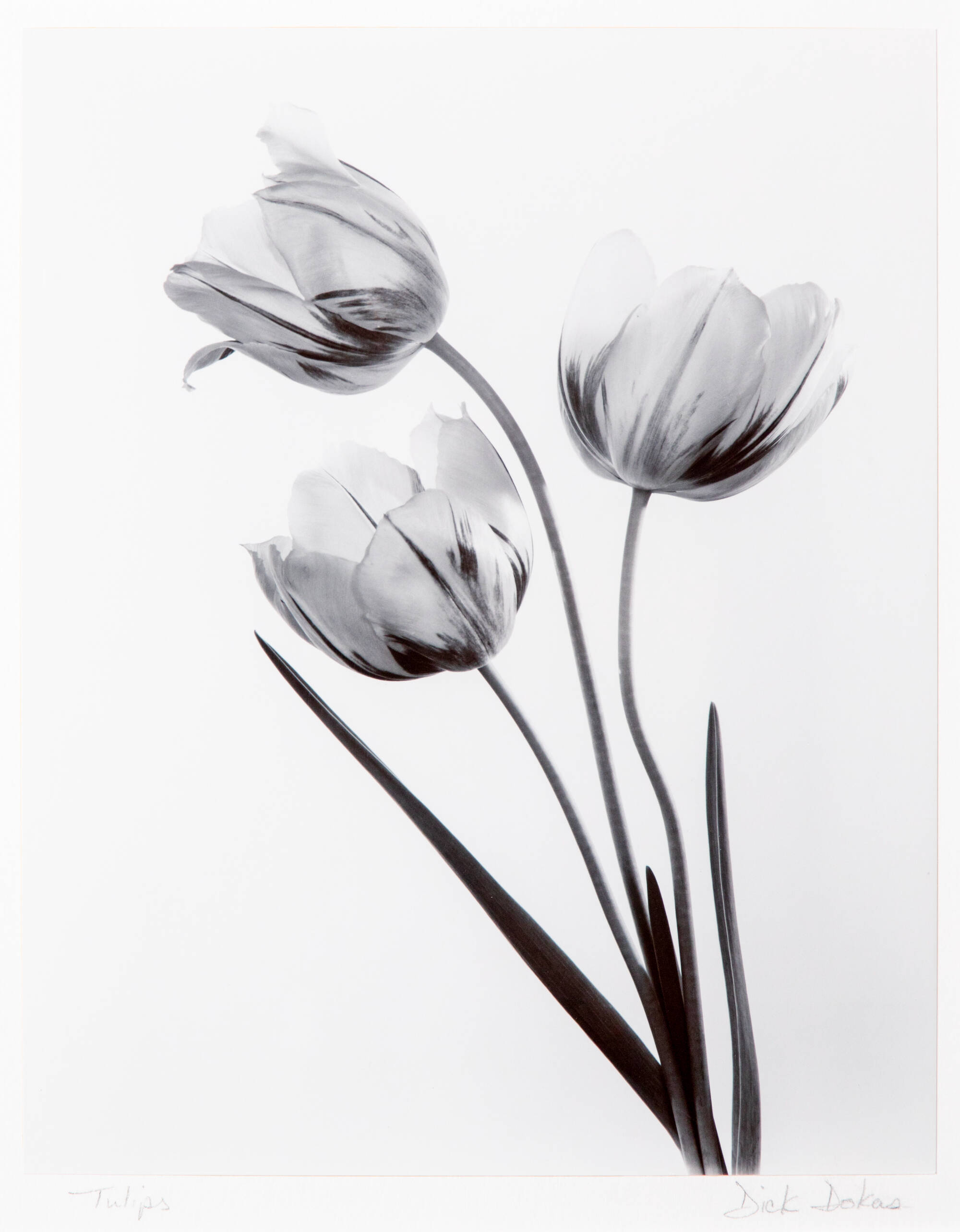 Black and white photograph of three tulips on a gray background.